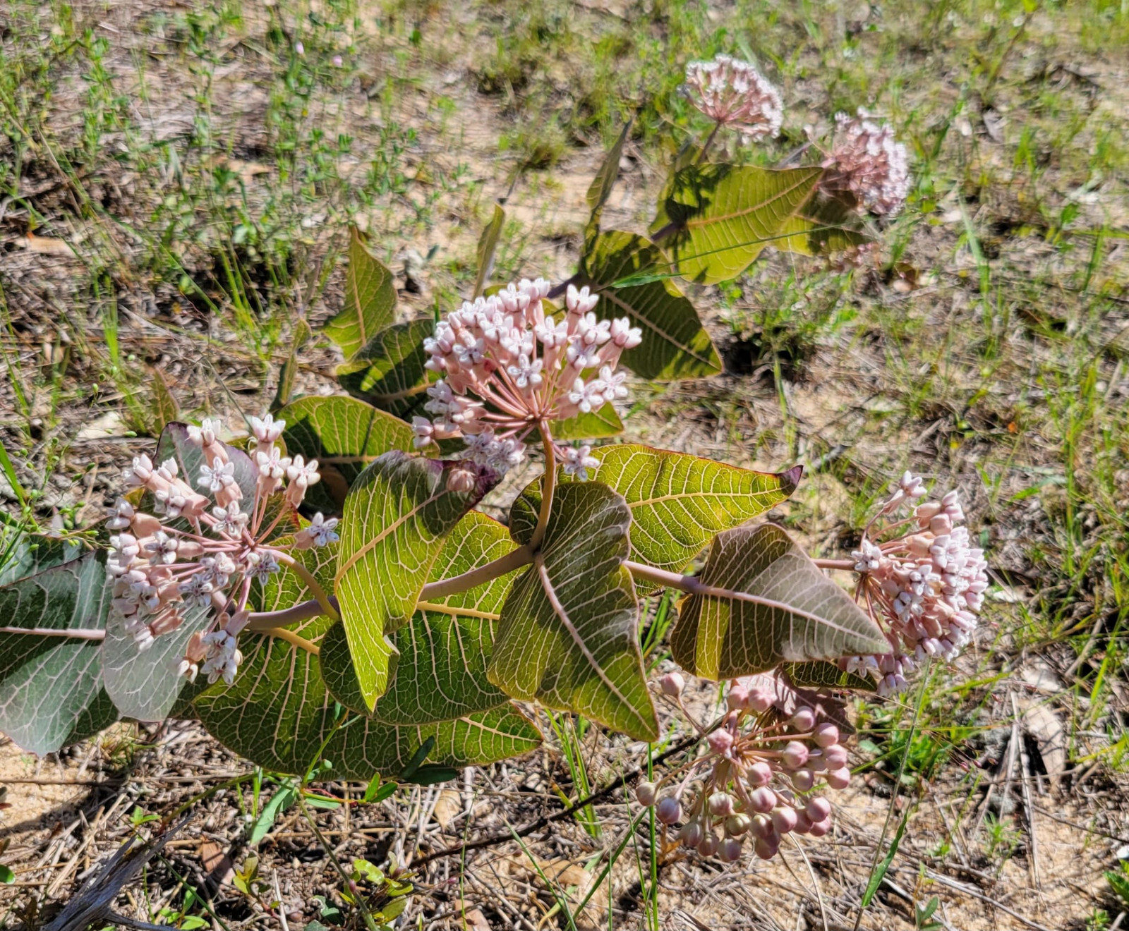 5+ Pinewoods Milkweed Seeds | Asclepias Humistrata | Sandhill | Florida Native