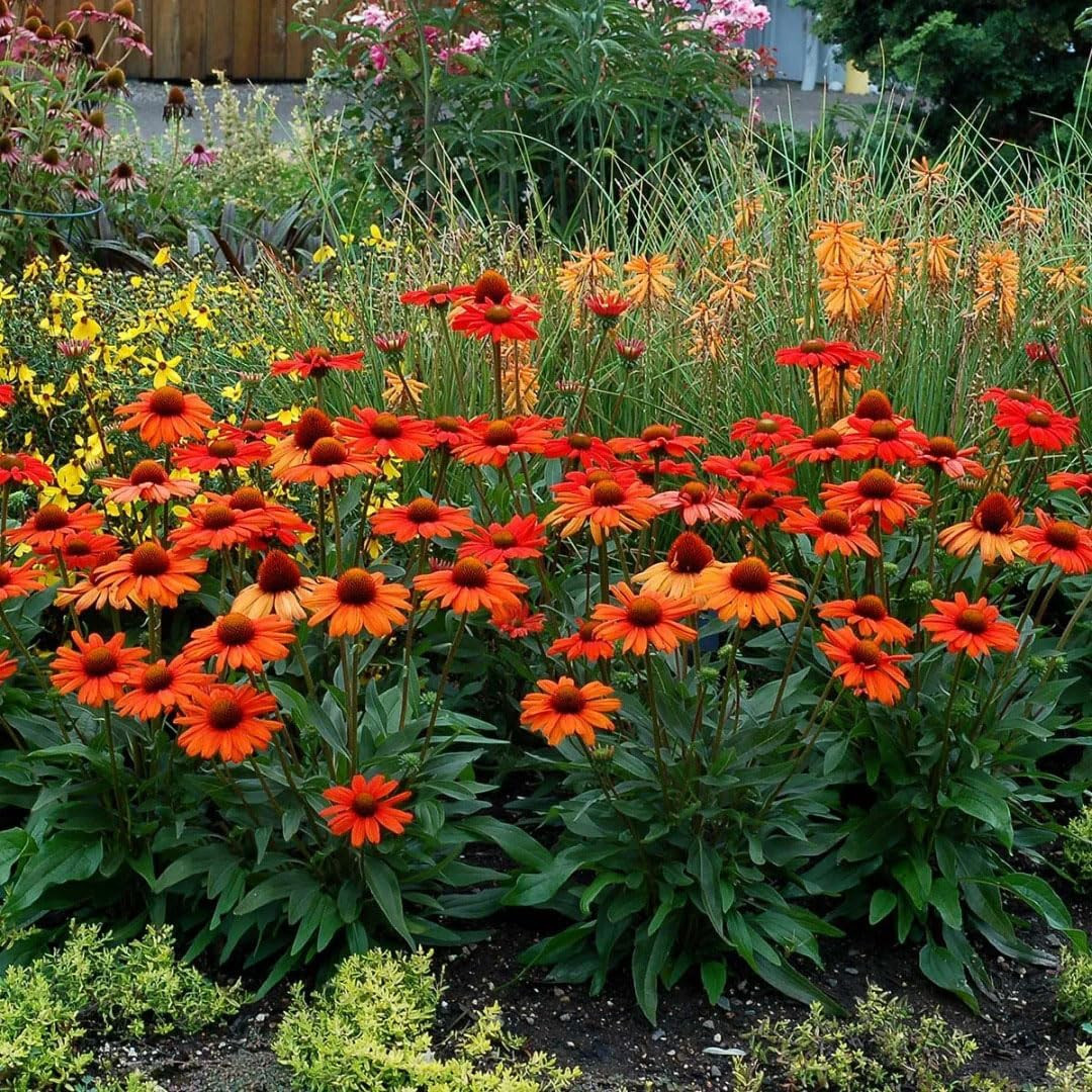 1000+ Echinacea Purpurea Seeds for Planting, Mixed Color Echinacea Coneflower Se