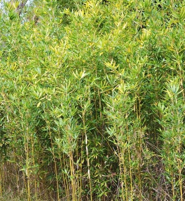 50 Golden Bamboo Seeds | Fast Growing | Cold Hardy | Privacy | USA Seller