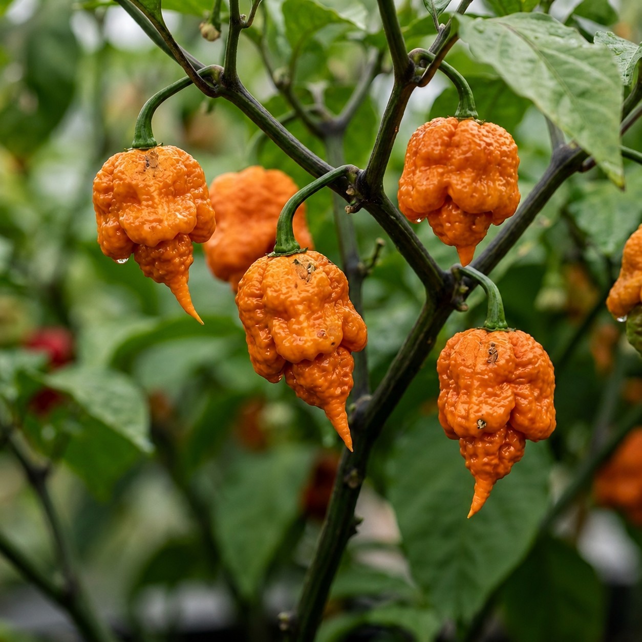 🌶️ Orange Carolina Reaper Pepper Seeds (10) | OPEN POLLINATED | Superhot
