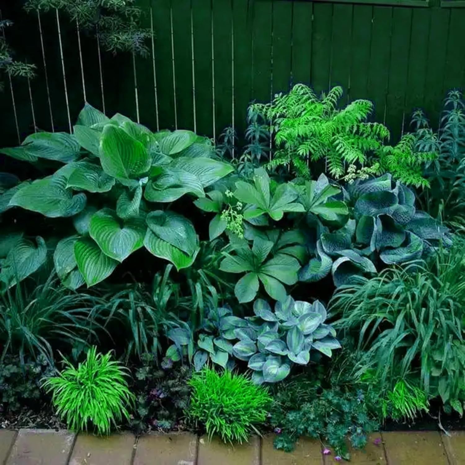 290+ Hosta Seeds – Rare Perennial, Non-GMO, Long-Blooming Garden Flowers