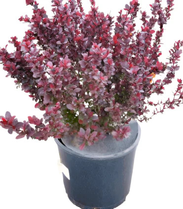 Berberis Thunbergii Rose Glow 5 Gallon Pinkish Red Barberry Plant Live Plant Mr7