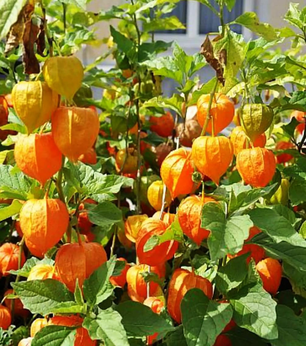 Premium Cape Gooseberry Seeds (Physalis Peruviana) – 100+ Non-Gmo Heirloom Seeds