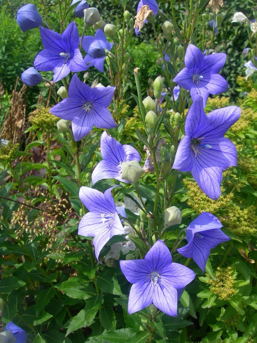 Balloon Flower Seeds 30+ Non-GMO Free Shipping