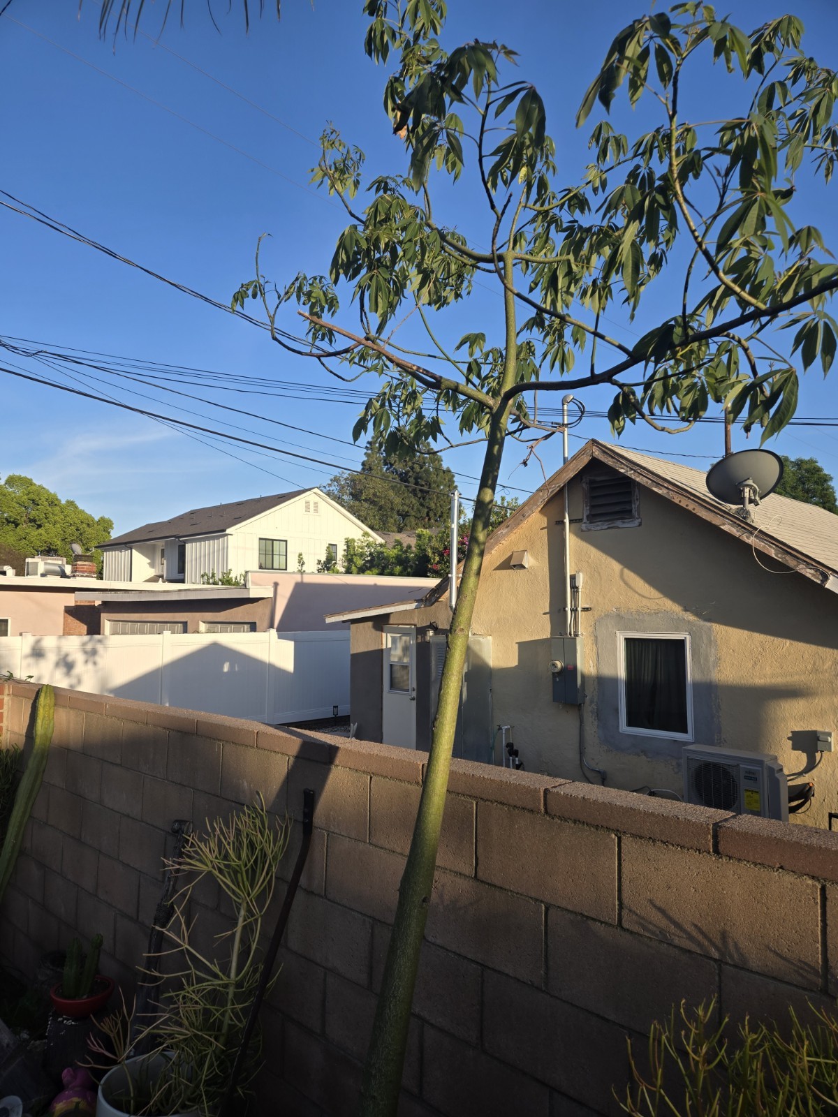 Large Huge Silk Floss Tree 15 Foot Tall Green Beauty