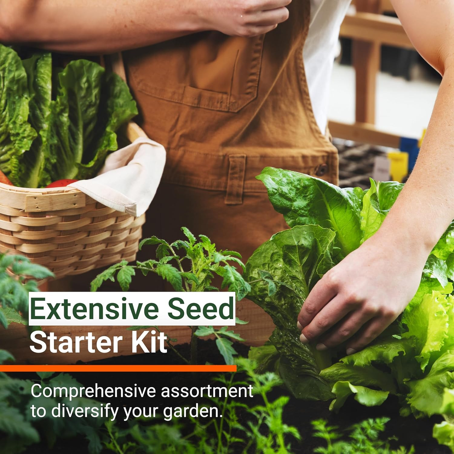 | 4,000 Heirloom Seeds | 12 Variety Pack of Herb Seeds | 2026 Season | Non GMO V