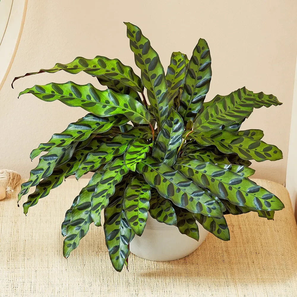 25+ Rattlesnake Calathea Seeds for Garden Planting – USA – PADDED SHIPPING!