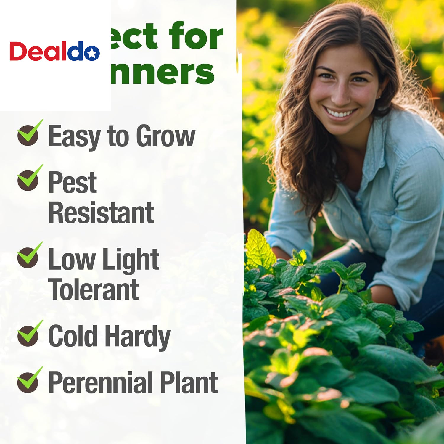 Peppermint Seeds 2 Pack (Mentha × Piperita) – 4,740 Heirloom Mint Seeds for Plan