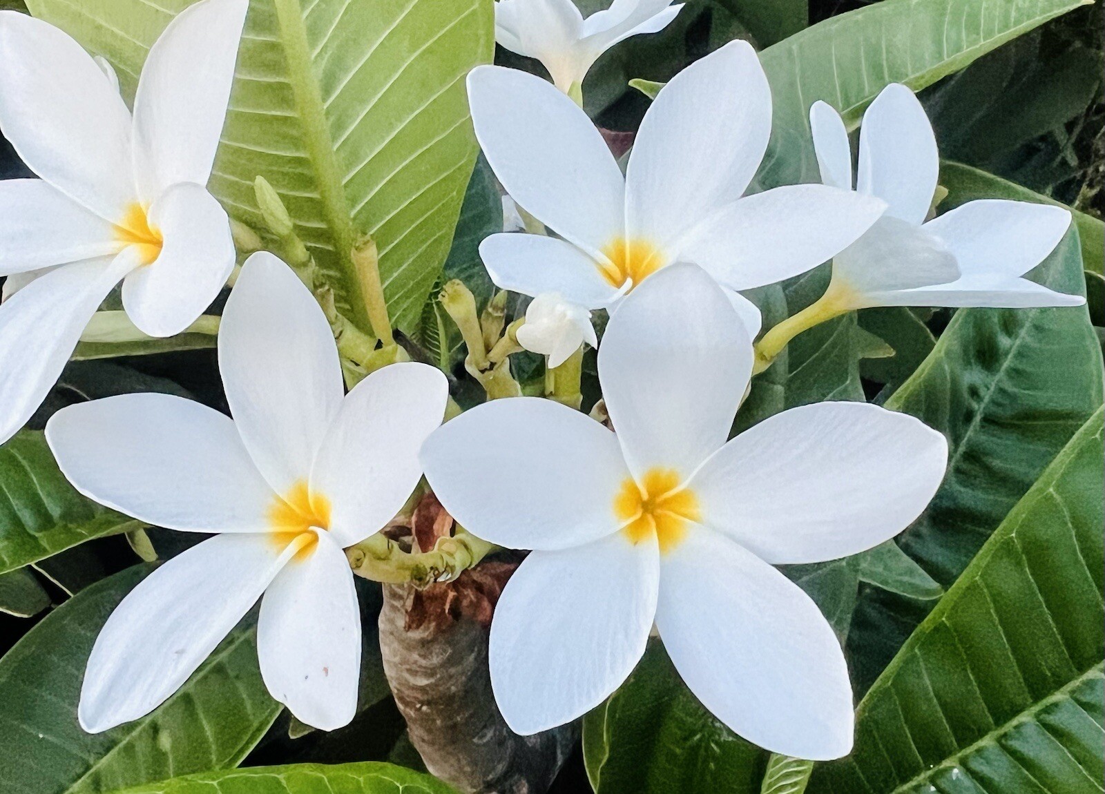 Plumeria Frangipani WHITE 10 Seeds Hawaii Lei Flower Tree FL Fresh July 2024