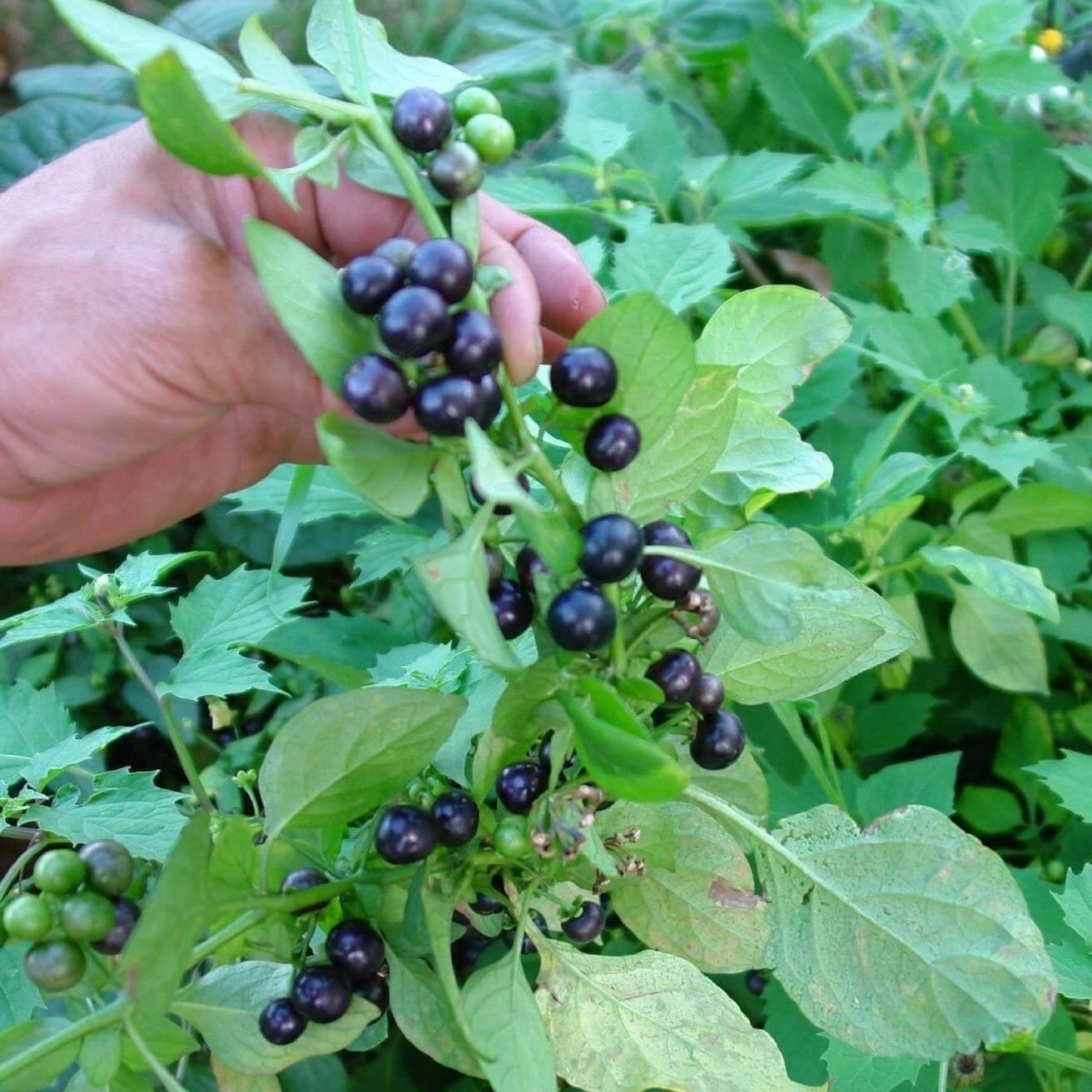 Huckleberry Seeds for Planting (30 Seeds) – Non-GMO Fruit Seeds