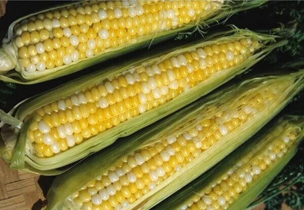 500+ Peaches and Cream Sweet Corn Seeds – Organic – Heirloom – Non Gmo — FRESH