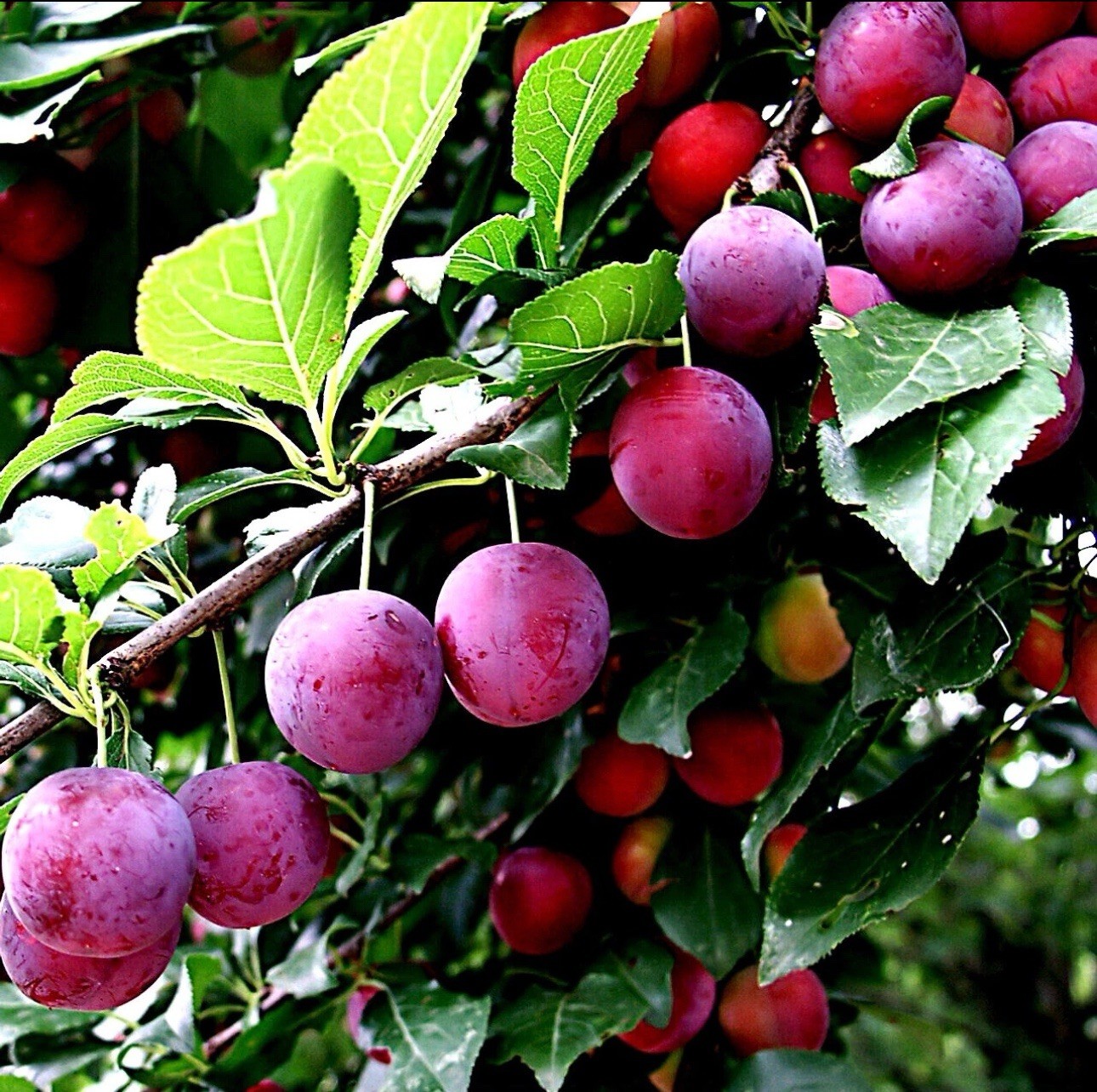 1 Pound (800 Qty) AMERICAN PLUM TREE SEEDS (Prunus americana)