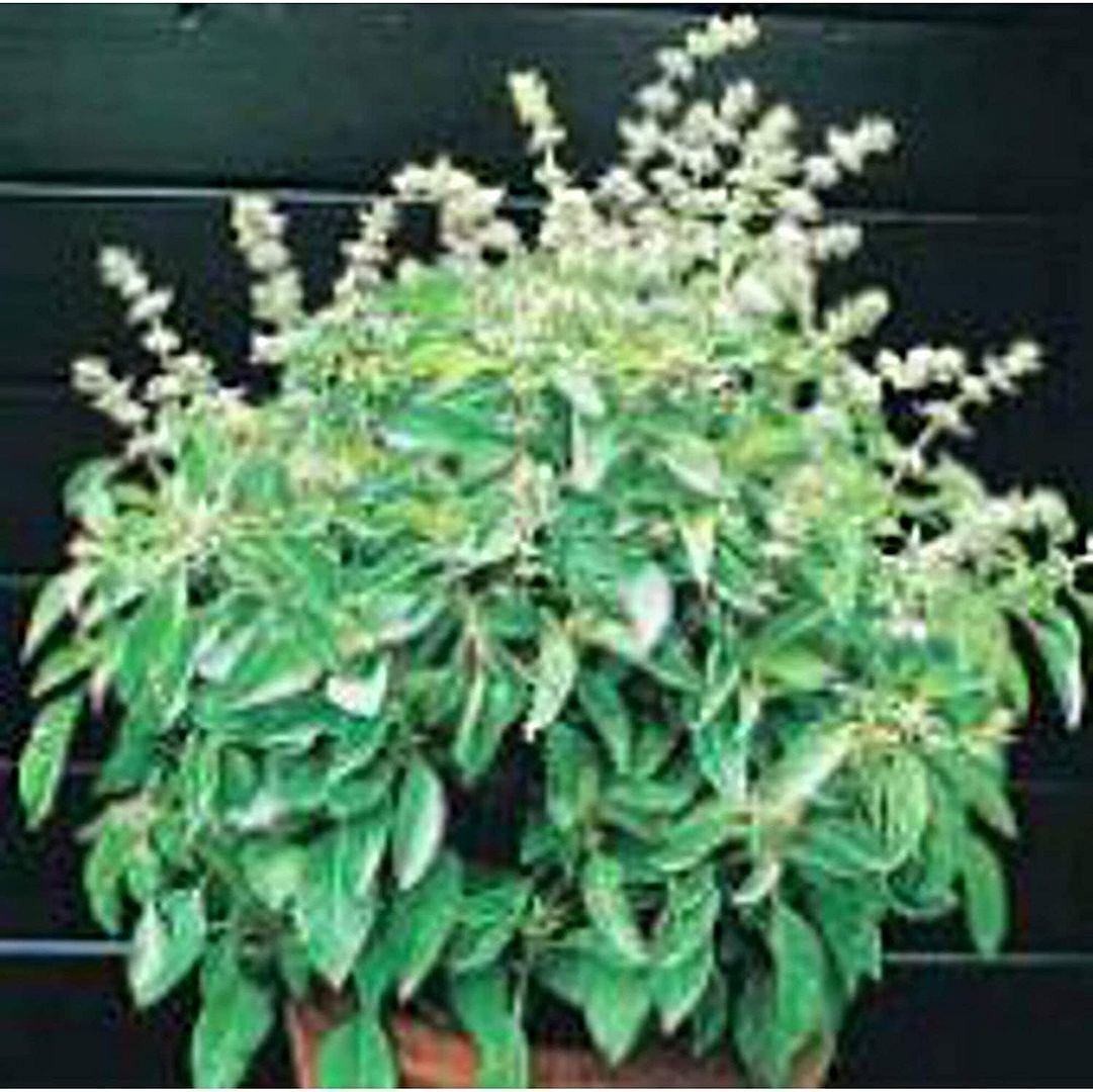 Lime Basil Seeds (25 Seed Packet) (More Heirloom, Organic, Non GMO, Vegetable, F