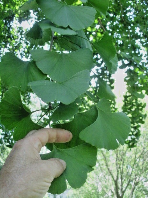 10 AUTUMN GOLD GINKGO SEEEDS – Ginkgo biloba ‘Autumn Gold’