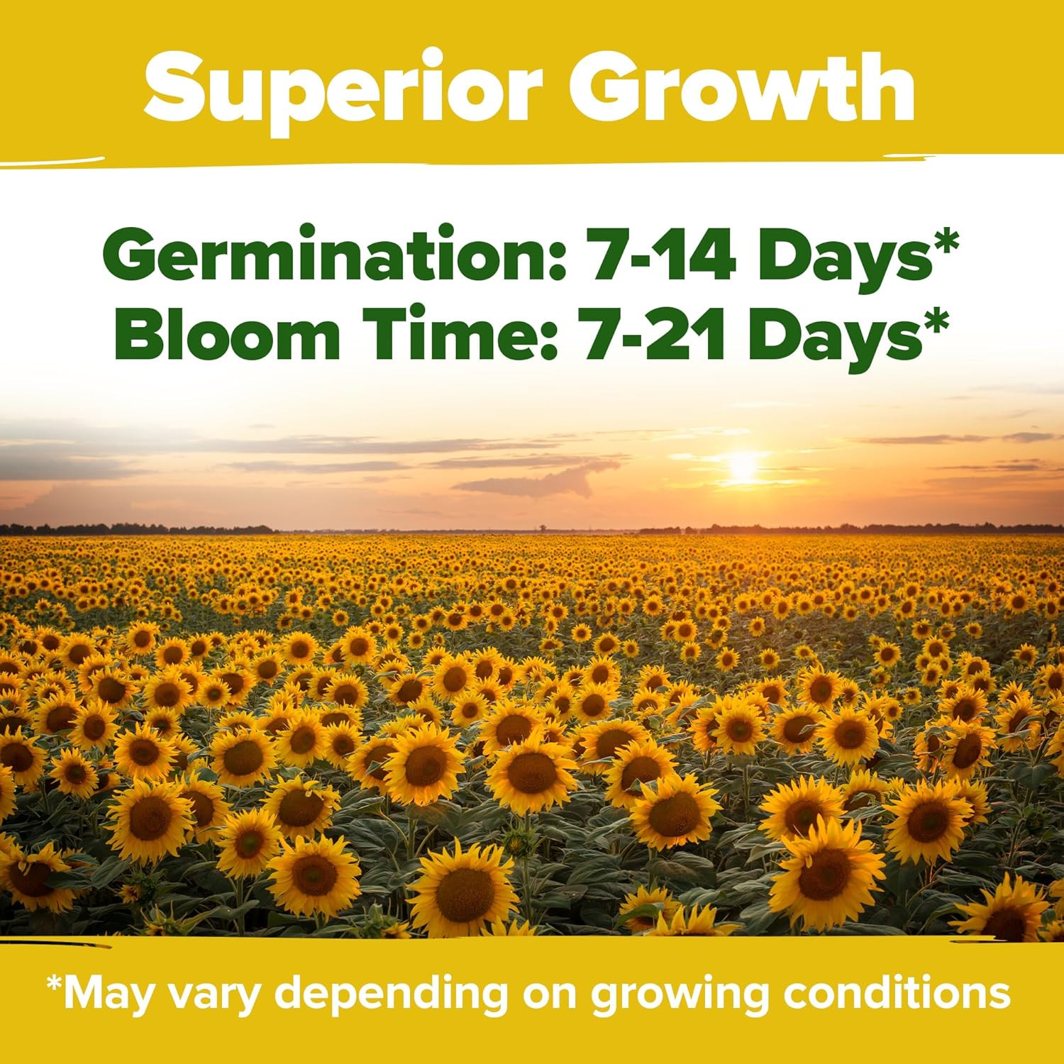 Sunflower Seeds for Planting | Varieties |1000+ Non-Gmo Sun Flower Seeds Packet