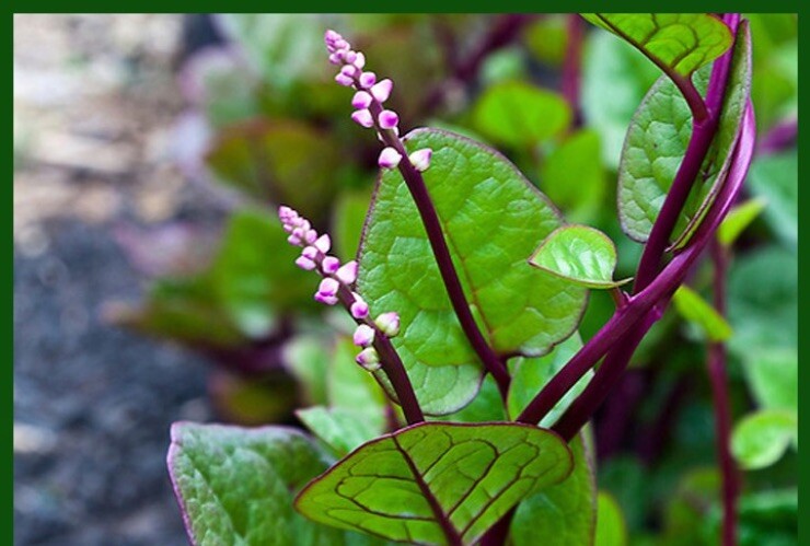 20 Organic Red Stem Malabar Spinach Alugbati Mong Toi Poi Sang