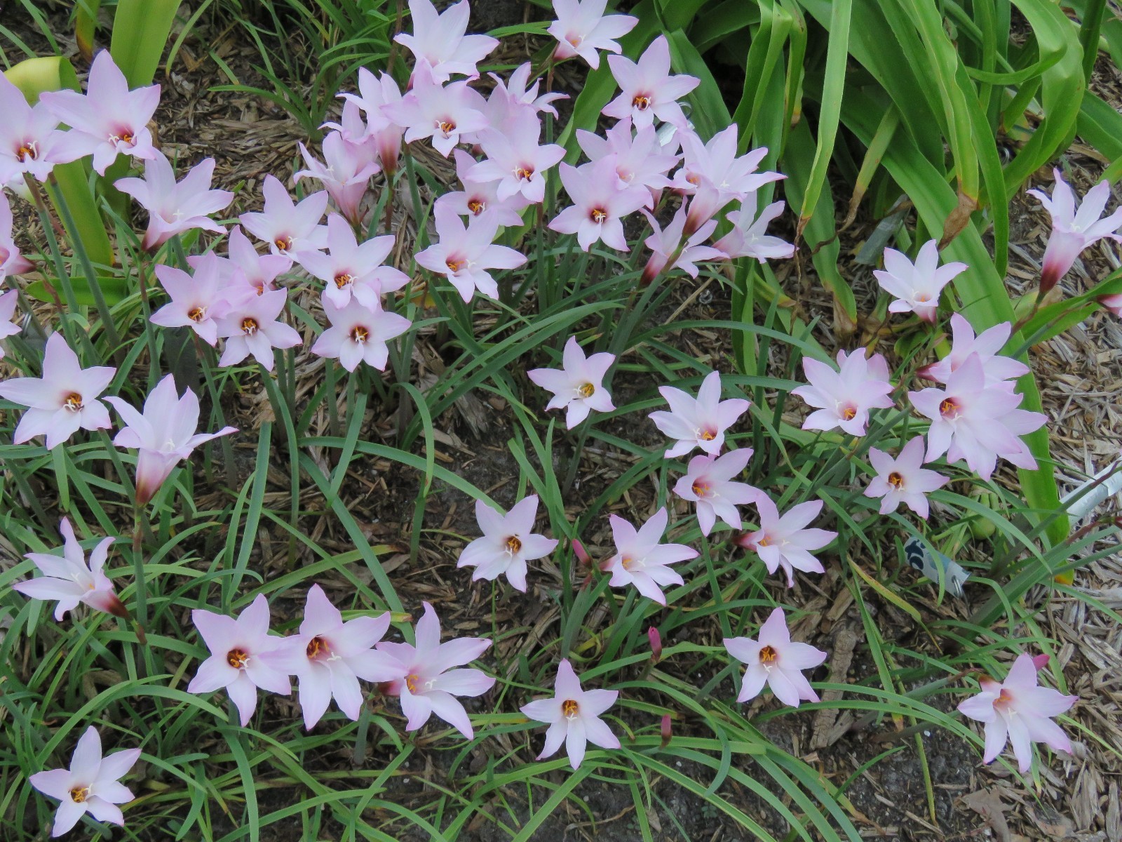 Rain Lily, Habranthus Floryi Cherry Pink, 3 bulbs, NEW, RARE, zephyranthes
