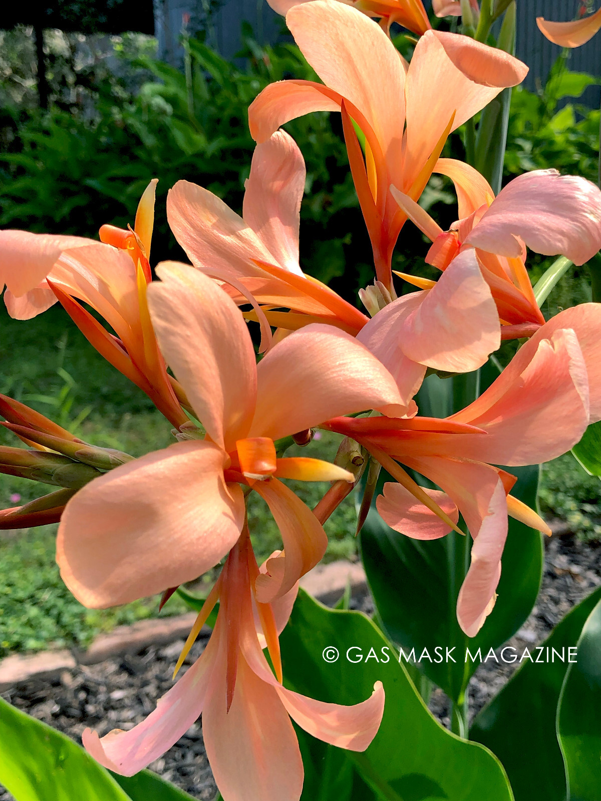 PEACH Butterflies Canna Lily Live Plant Rhizome