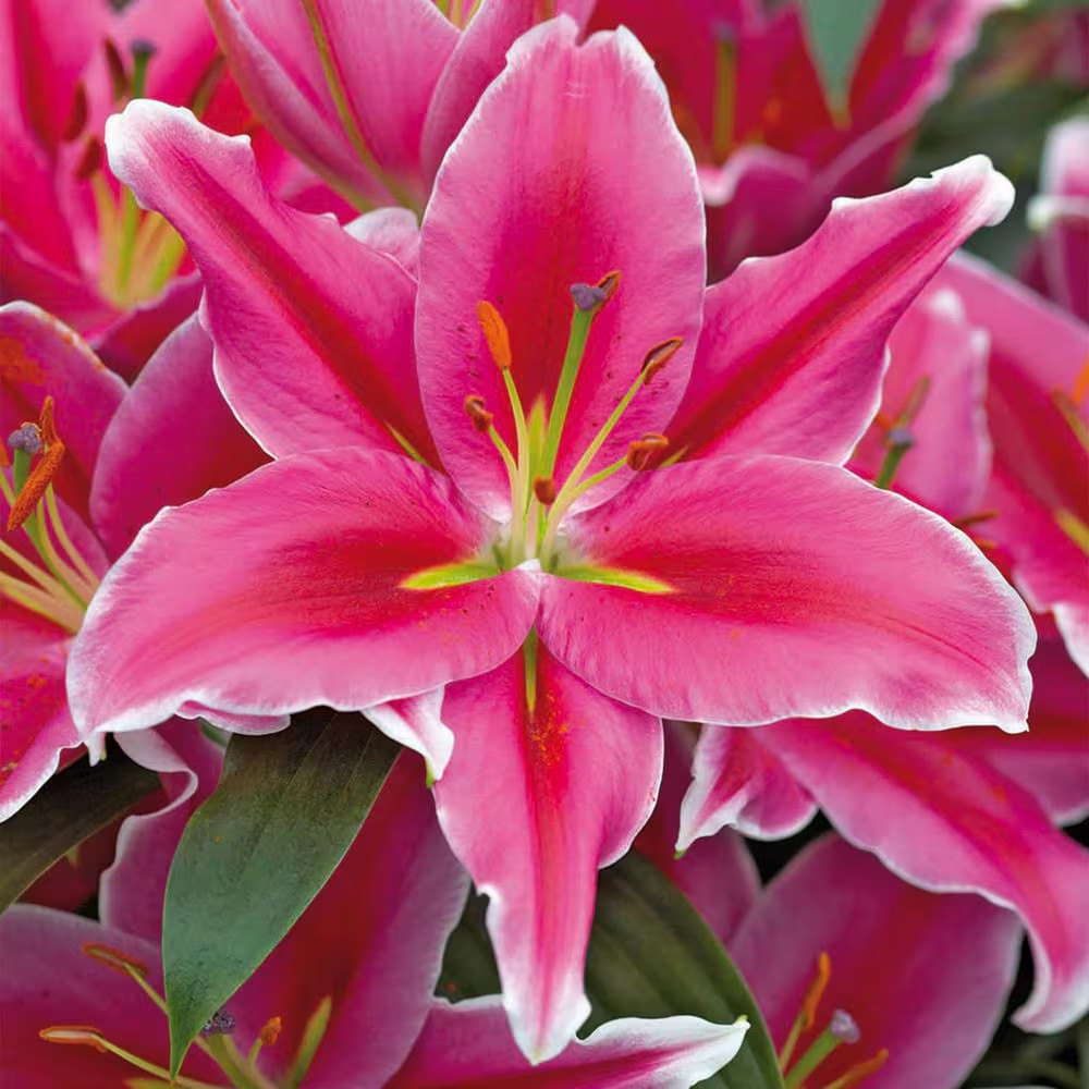 16 cm/18 cm, Lake Carey Oriental Lily Flower Bulbs (Bag of 10)
