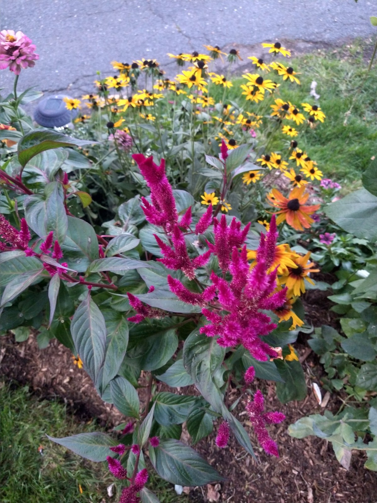 Celosia Tall Fuschia : 25x seeds 🌱
