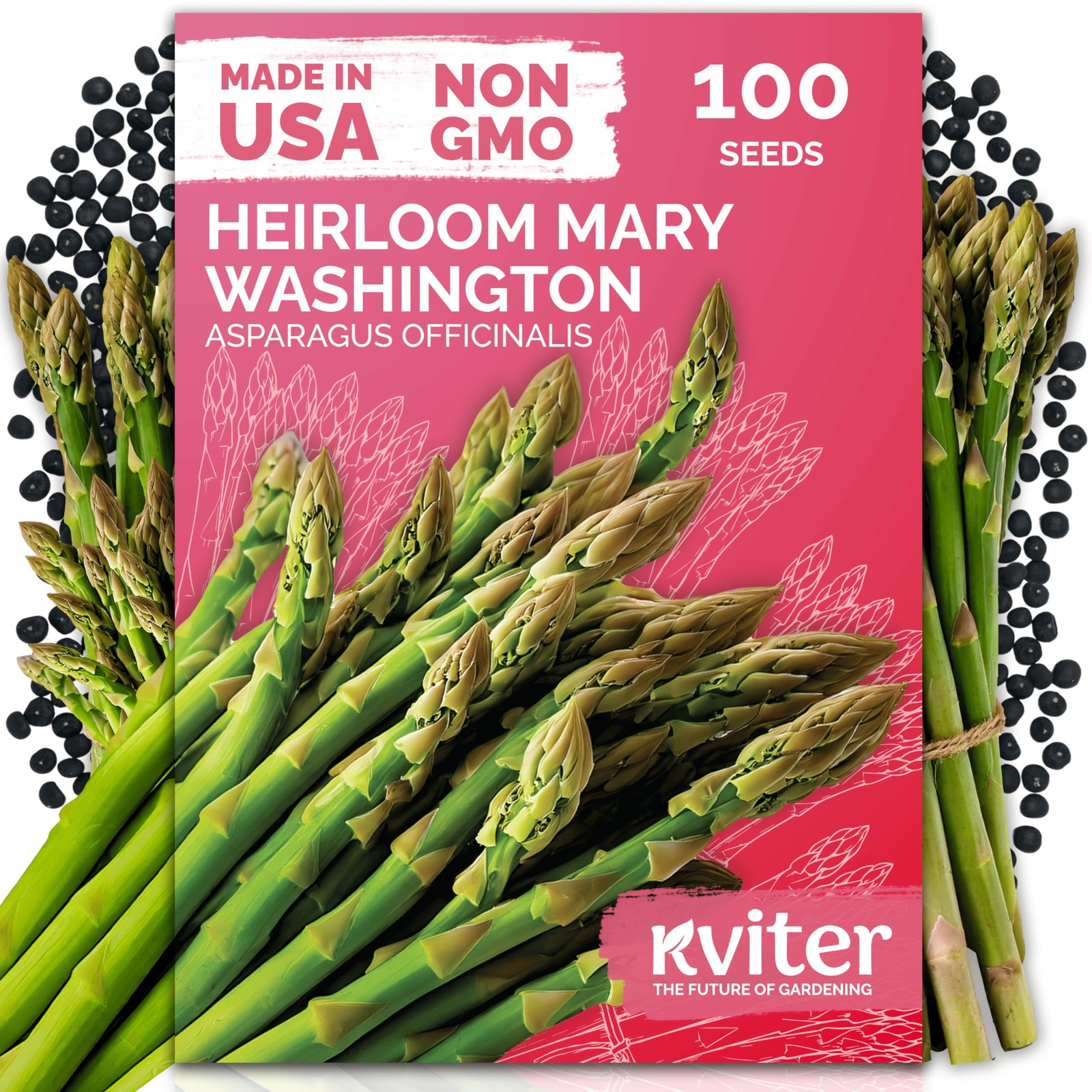 KVITER 100 Mary Washington Asparagus Seeds (Asparagus officinalis)