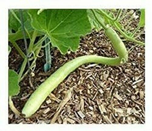 Gourd Seed: Cucuzzi (Edible) Gourd Seeds Fresh Seed FREE SHIPPING!!!!