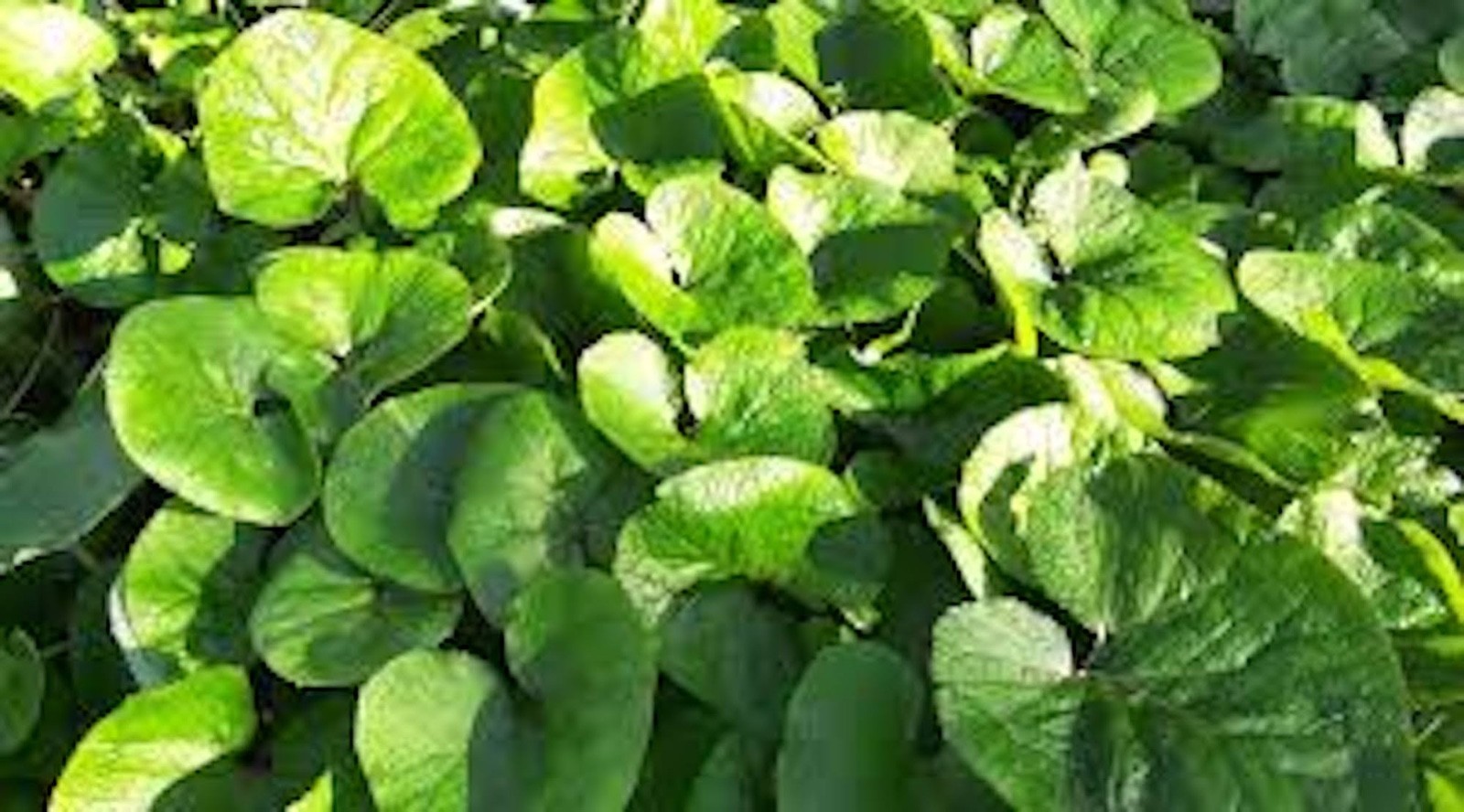 3 Wild Ginger Roots Asarum Canadense Bareroot Native Wildflower