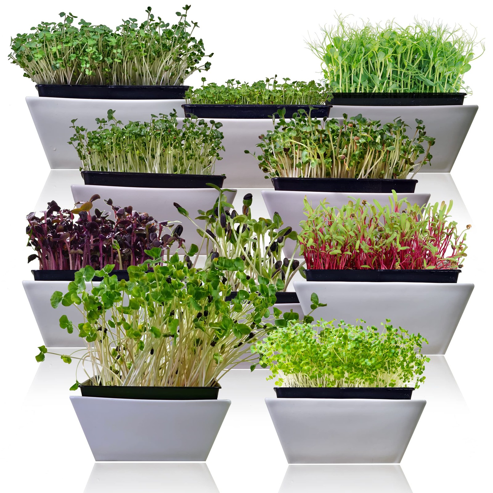 Microgreen Seeds Variety Pack – 10 Heirloom Types for Indoor Sprouting – Broc…