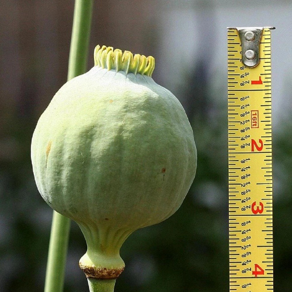 2,500 The Giant Rattle Papavear Somniferum Giganteum Poppy Seeds Huge Pods
