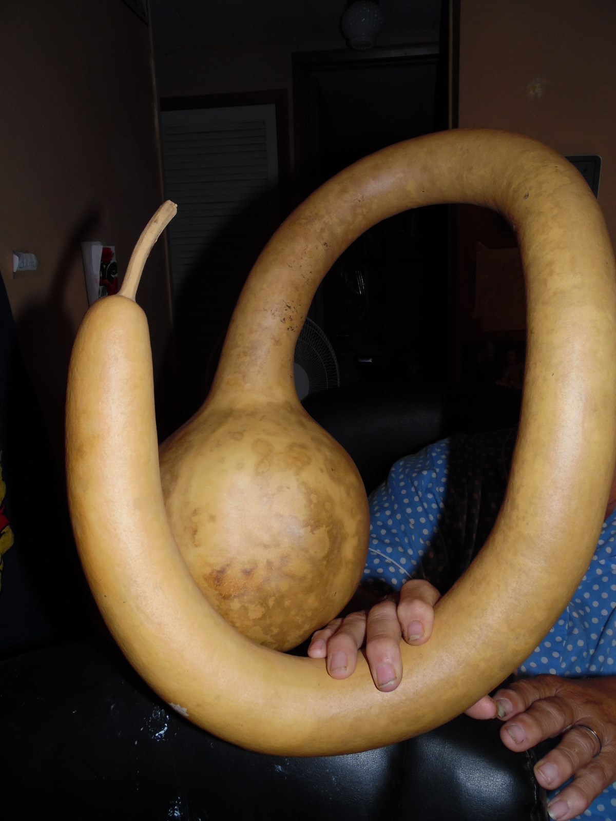 Huge Mix of Seeds From Large Gourds In Photo! 10 Large Seeds!