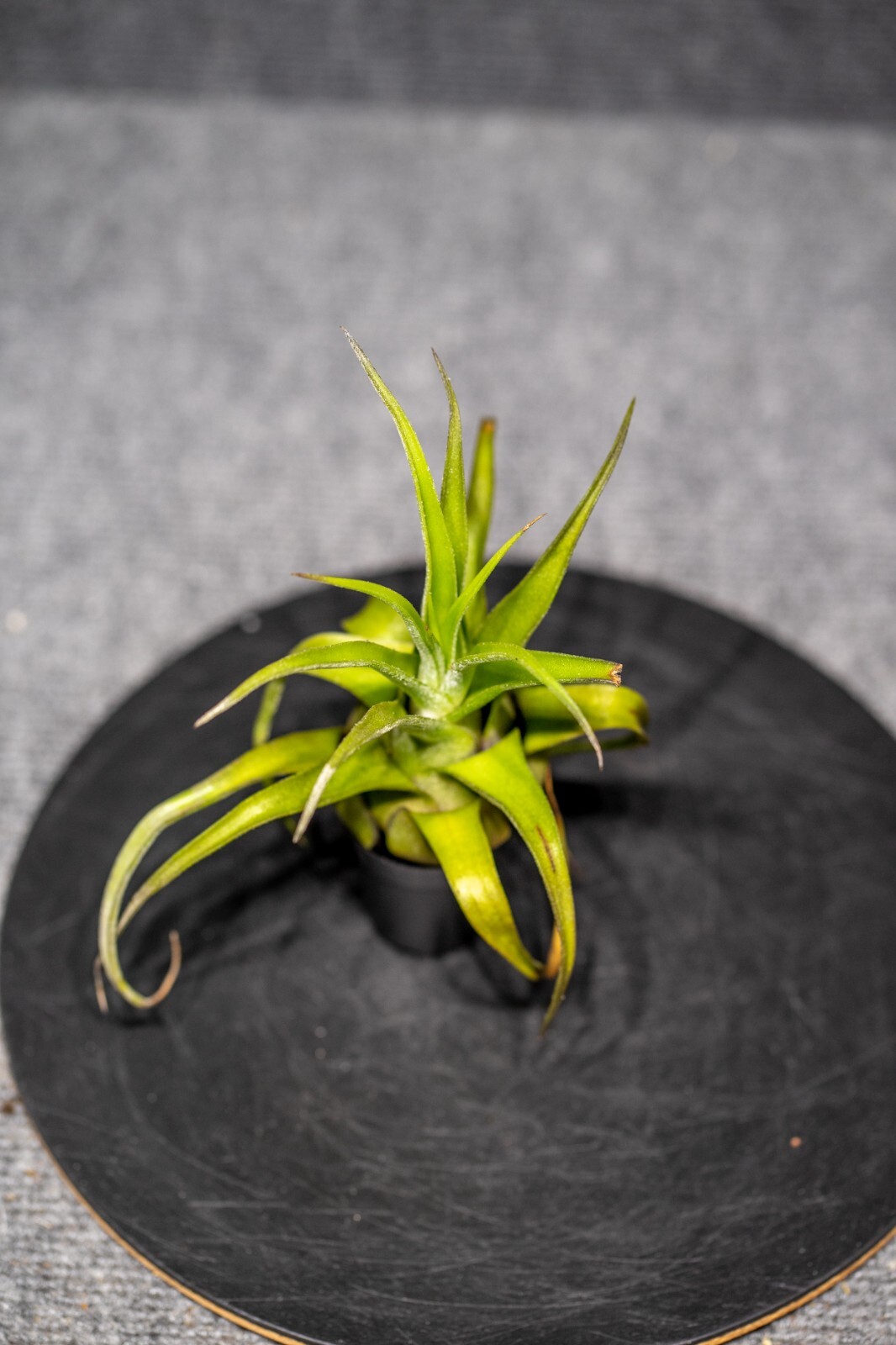 Tillandsia BR Streptophylla