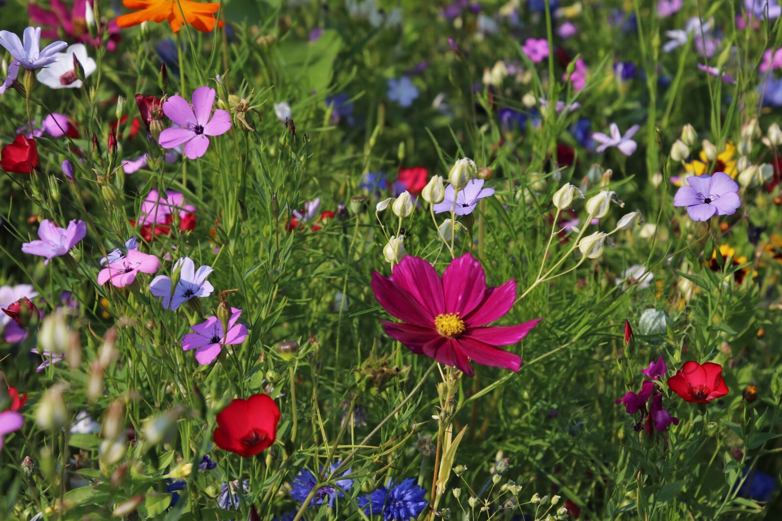 Serendipity’s All Natural -All Region Heirloom Garden Wildflower Mix -1000 Seeds