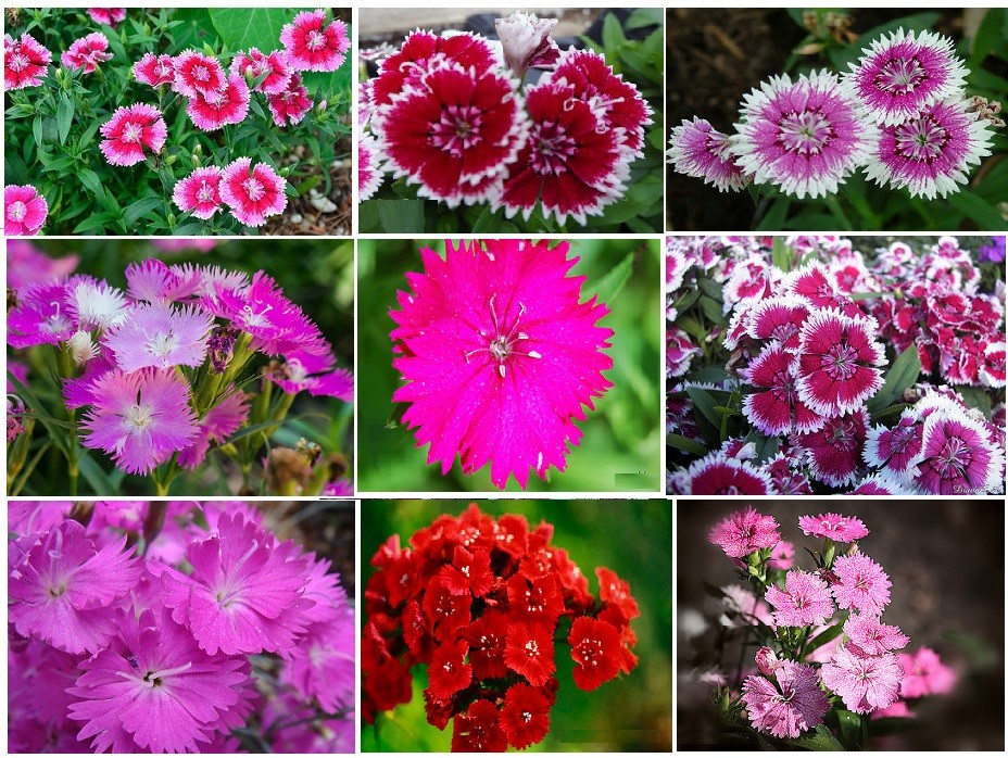 Dianthus Sweet Willliam Mixed Colors Tender Perennial Flower 25 SeedsUSA Seller