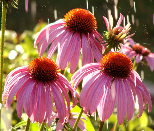 CONEFLOWER PURPLE Echinacea Purpurea – 2,200 Bulk Seeds