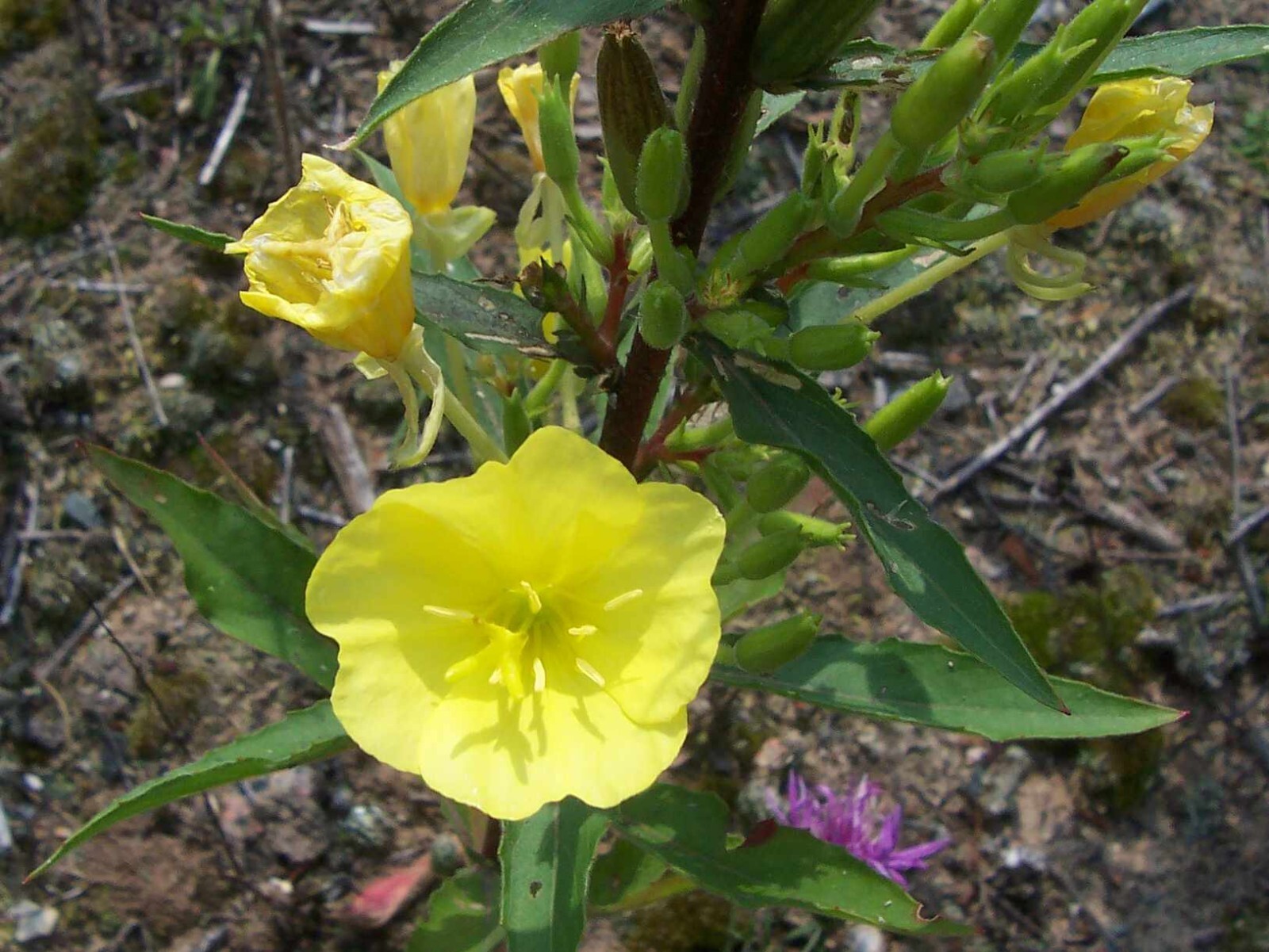 Evening Primrose Seeds, 1.000 seeds. Oenothera Biennis.