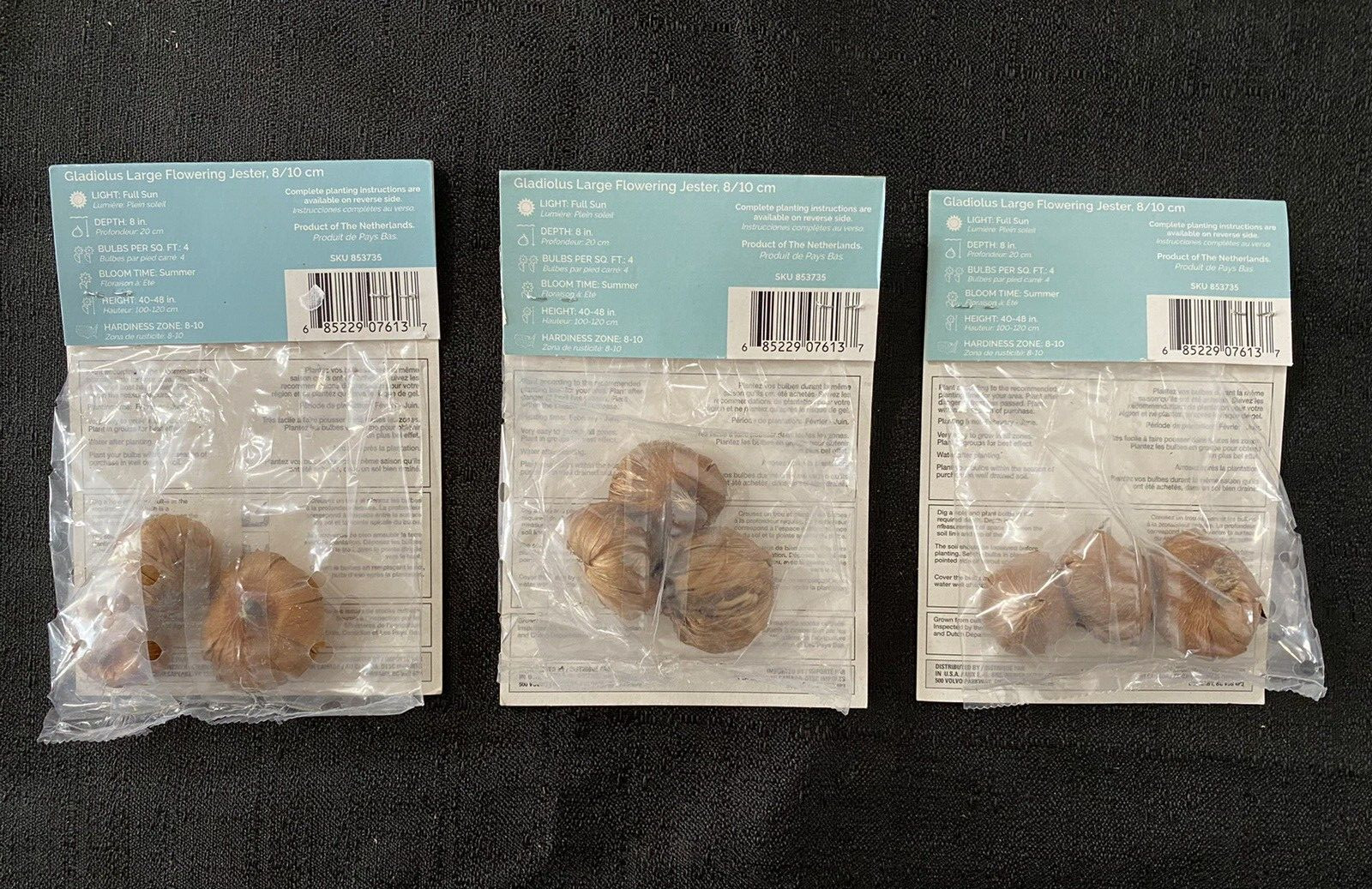 Lot of 3 Packs of Holland Jester Yellow Gladiolus Bulbs (3 bulbs each)