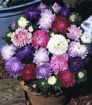 Aster Duchesse Peony Mix 1,000 seeds