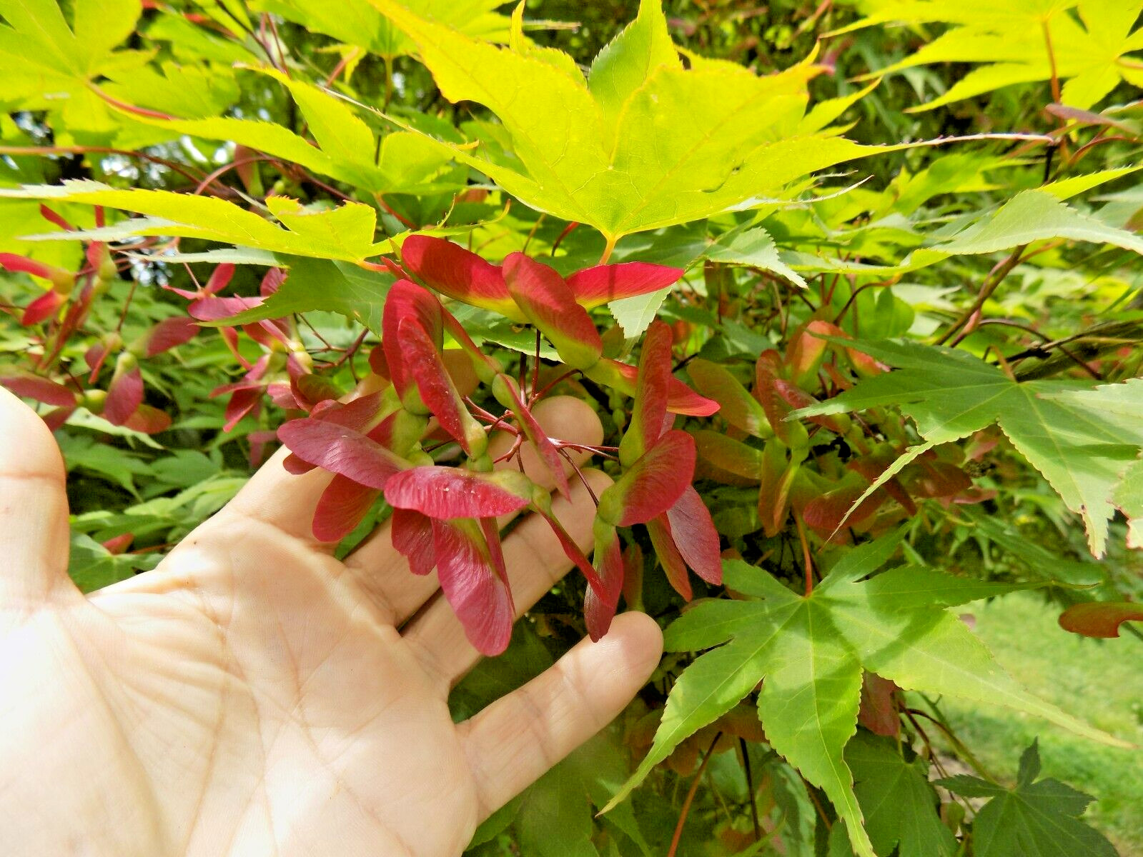 15 OSAKAZUKI JAPANESE MAPLE SEEEDS – Acer Palmatum ” Osakazuki “