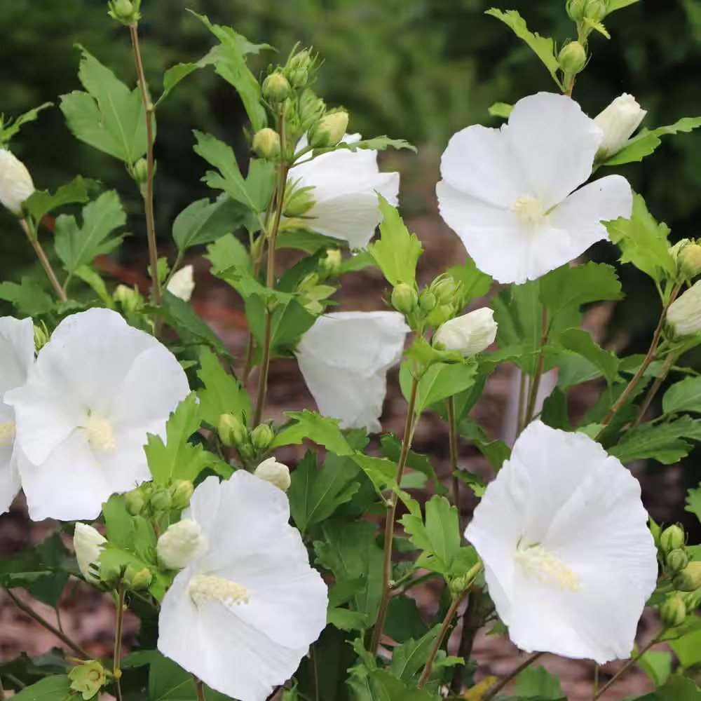 1 Gal. Paraplu Pure White Rose of Sharon (Hibiscus Syriacus) Live Flowering Shru