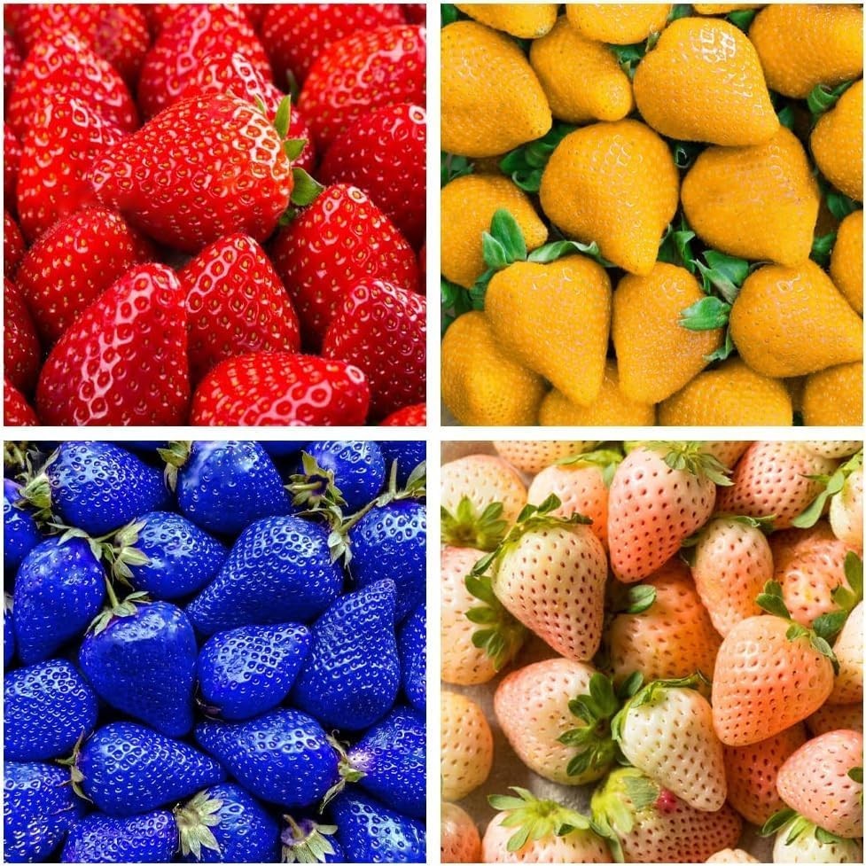 800 Mixed Strawberry Seeds – 4 Colors – Non-GMO Heirloom Perennial Seeds for Pla