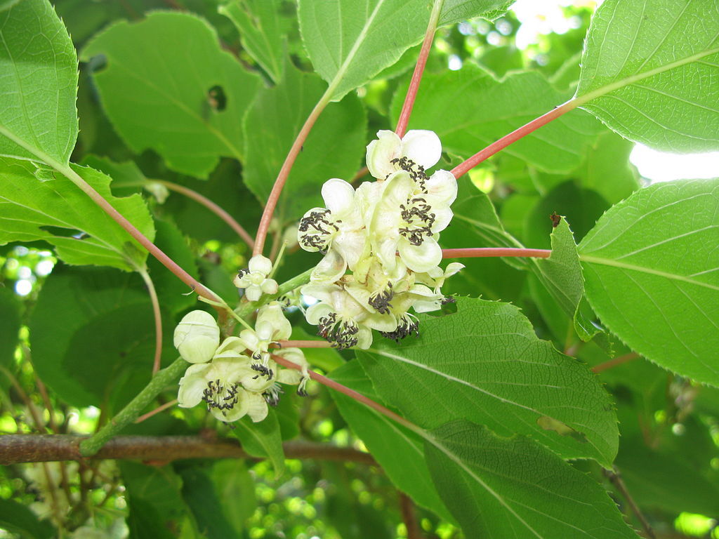 Hardy Kiwi, Actinidia arguta, Vine Seeds