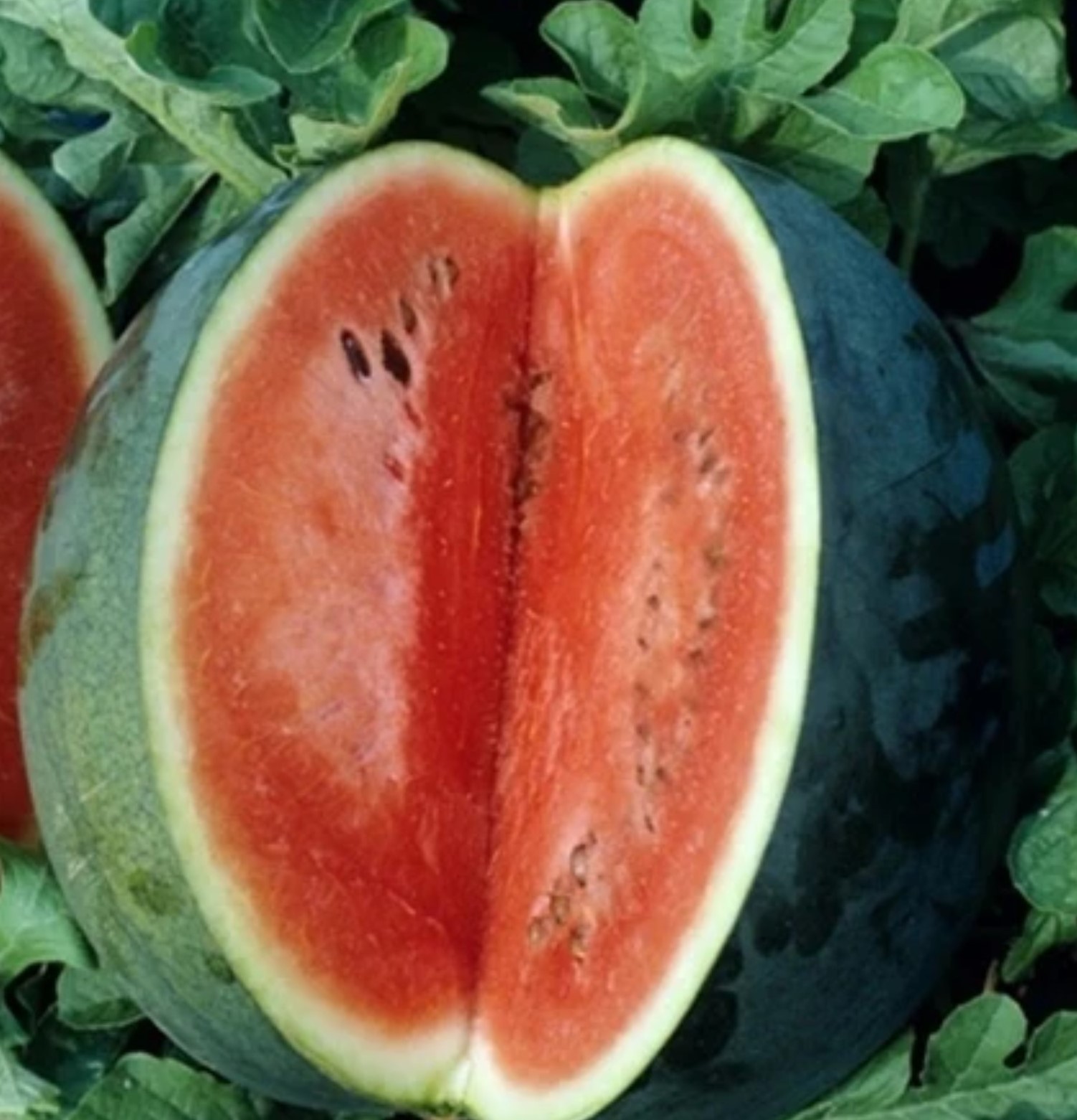 WATERMELON Florida Giant seed NO-GMO seeds garden High Germination Heirloom
