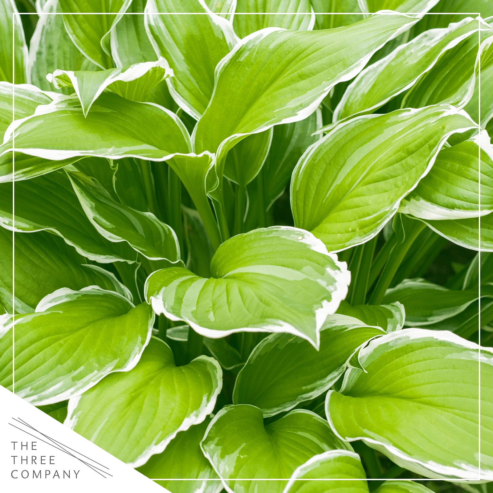 Live Perennial Hosta – Assorted Varieties (3 Plants Per Pack) Beautiful Accen…