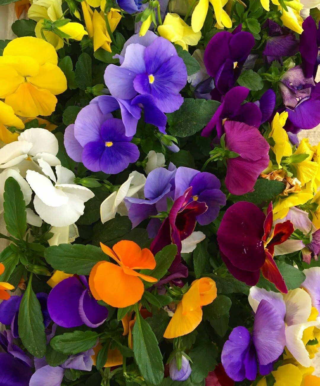 50- Pansy Seeds Flower Mix Easy Grow