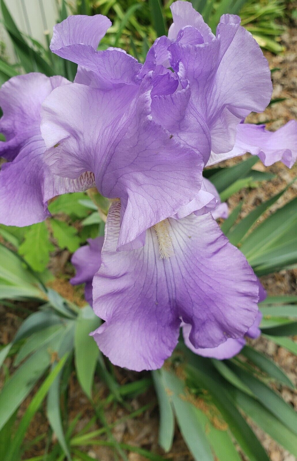 Lot of 6 Purple German Bearded Iris Rhizomes / Roots ~ Starter Plants
