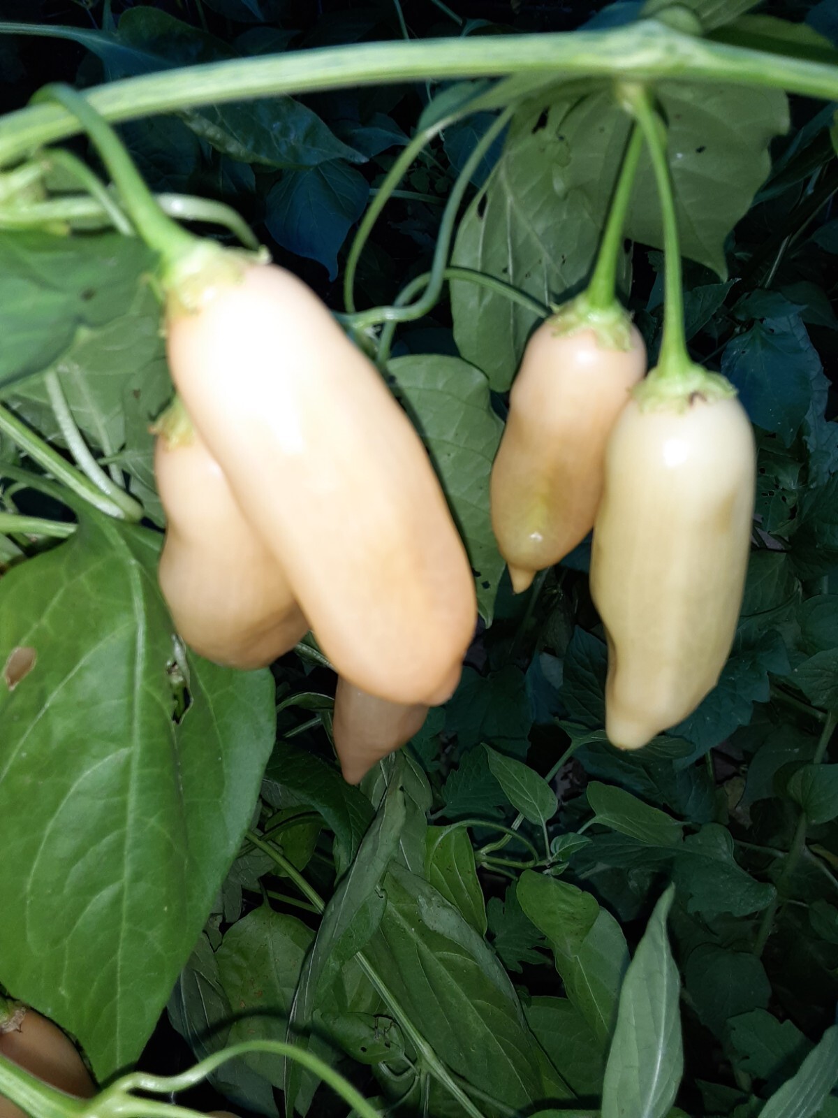 25+ AJI SUGAR RUSH PEACH(SRP) Pepper Seeds 🇺🇸 USA Grown 🇺🇸 100% Organic!