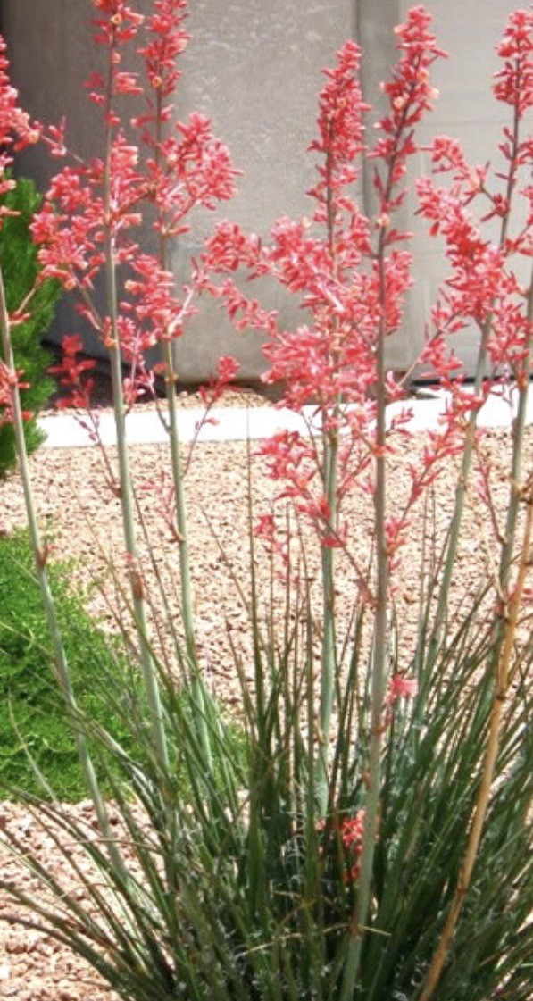 Red Yucca Seed Packs Fresh Harvested In Texas (2025) 50 SEEDS