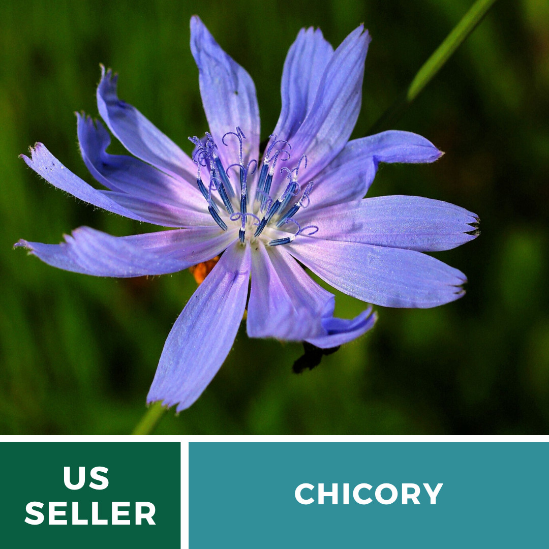 Chicory – 200 Seeds – Wildflower – Medicinal Herb – GMO Free (Cichorium Intybus)