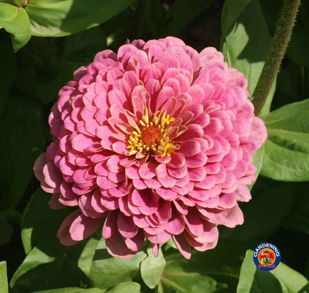 1oz Zinnia Luminosa Flower Seeds Zinnia Elegans (Approx 4200 Seeds)