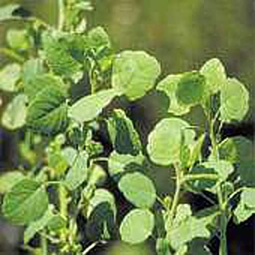 Papalo Seeds (((25 Seed Packet))) (More Heirloom, Organic, Non GMO, Vegetable, F